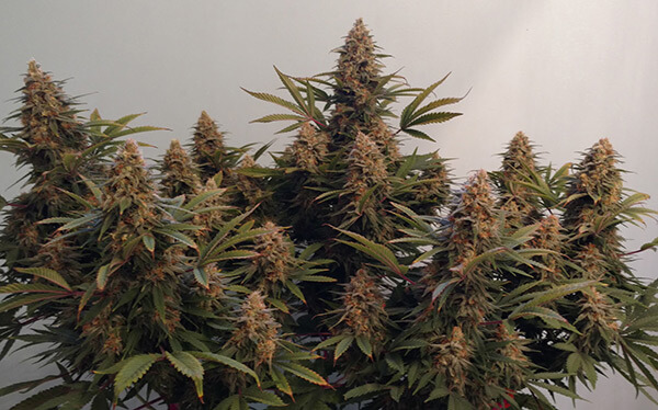 Choosing the Best Indoor Grow Lights for Cannabis