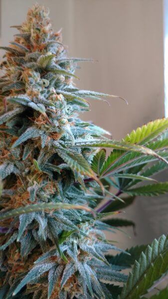 What are the Best Indoor Grow Lights for Growing Cannabis