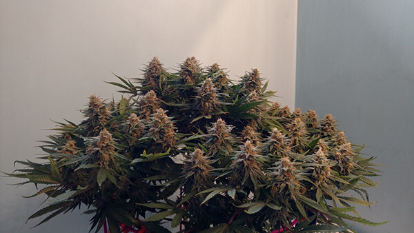 Best Indoor Grow Tent for Medical Cannabis