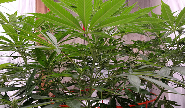 Marijuana Grow Tent Ventilation