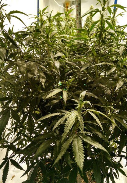 Tips for Growing Medical Cannabis Indoors in St. Louis