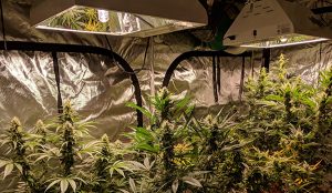 Shop Cannabis Grow Tent Kits, Lights, and Ventilation