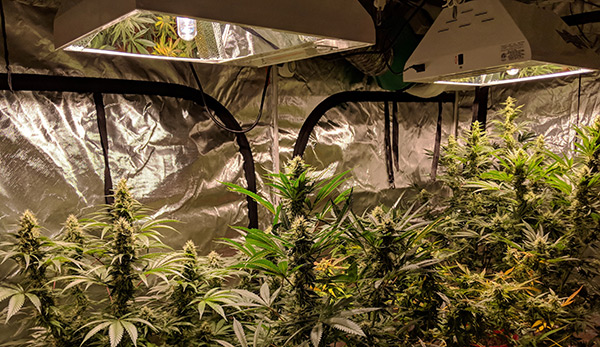How to Get Started Growing Medical Cannabis Indoors
